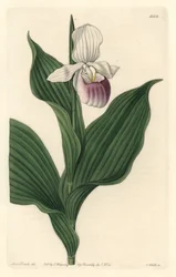 Orchid, Royal Cypripede - Water forte af S. Watts fra en illustration af Sarah Anne Drake (1803-1857), fra det botaniske register