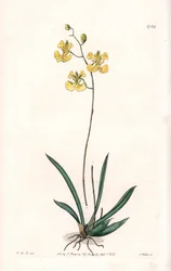 Orchid: Variete Tolumnia guianensis, endemisk til Haiti og Santo Domingo - Plade indgraveret af S.Watts, fra en illustration af Sarah Anne Drake (1803-1857), fra Botanical Register of Sydenham Edwards (1768-1819), England