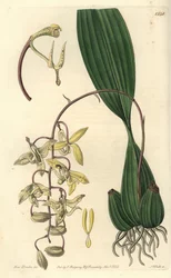 Orkidésort Cirrhaea - Loddiges