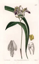 Orchid: Variety of Bletia of America - Plade indgraveret af S.Watts, fra en illustration af Sarah Anne Drake (1803-1857), fra Botanical Register of Sydenham Edwards (1768-1819), England