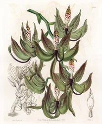Orchid: Variety of Cycnoche - Indgraveret tavle af S.Watts, fra en illustration af Sarah Anne Drake (1803-1857), fra Botanical Register of Sydenham Edwards (1768-1819), England