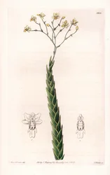 Orkidé: eksotisk sort af Lockhartia - plade indgraveret af S.Watts, fra en illustration af Sarah Anne Drake (1803-1857), fra Botanical Register of Sydenham Edwards (1768-1819), England