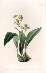 Orchid: maxillary a bunches - Graveret tavle af S.Watts, fra en illustration af Sarah Anne Drake (1803-1857), fra Botanical Register of Sydenham Edwards (1768-1819), England