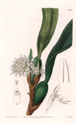 Orkidé: sort af maxillaria, hjemmehørende i Sydamerika - Plade indgraveret af S.Watts, fra en illustration af Sarah Anne Drake (1803-1857), fra Botanical Register of Sydenham Edwards (1768-1819), England