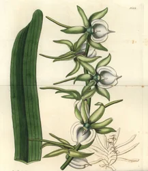 Orkidésort af øerne i Det Indiske Ocean - Elfenben angraecum orkidé, Angraecum eburneum. Håndfarvet kobberstik af S. Watts efter en illustration af Miss Sarah Drake fra Sydenham Edwards