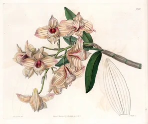 Orchid: sort af Dendrobium - Plade graveret af S.Watts, fra en illustration af Sarah Anne Drake (1803-1857), fra Botanical Register of Sydenham Edwards (1768-1819), England