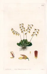 Orchid: variation of epidendre - Plade indgraveret af S.Watts, fra en illustration af Sarah Anne Drake (1803-1857), fra Botanical Register of Sydenham Edwards (1768-1819), England