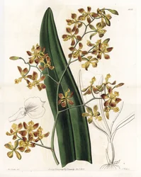 Orchid: variation of epidendrum - Plade graveret af S.Watts, fra en illustration af Sarah Anne Drake (1803-1857), fra Botanical Register of Sydenham Edwards (1768-1819), England