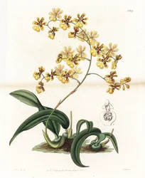 Orchid: sort af epifytisk oncidium fra Brasilien - Plade indgraveret af S. Watts, fra en illustration af Sarah Anne Drake (1803-1857), fra Botanical Register of Sydenham Edwards (1768-1819), England