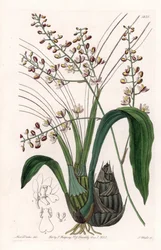 Orkidé: sort af eulophia - Plade indgraveret af S.Watts, fra en illustration af Sarah Anne Drake (1803-1857), fra Botanical Register of Sydenham Edwards (1768-1819), England