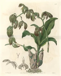 Orchidee Catasetum, hjemmehørende i Brasilien - Water forte af S. Watts fra en illustration af Miss M.A. Huntley, fra det botaniske register