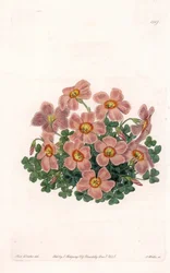 Oxalis Variete - Plade indgraveret af S.Watts, fra en illustration af Sarah Anne Drake (1803-1857), fra Botanical Register of Sydenham Edwards (1768-1819), England