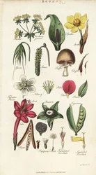 Dele af blomster, herunder kronblad, nektar, lim, frø, spath, brakte, bælgfrugter osv. Håndfarvet kobberstik efter Sydenham Edwards fra John Mason Goods Pantologia, a New Encyclopedia, G. Kearsley, London