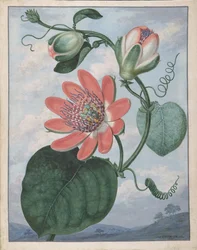 Passionsblomst, 1799.
