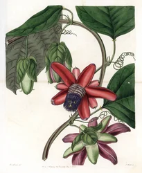 Passion Variete - Plade graveret af S.Watts, fra en illustration af Sarah Anne Drake (1803-1857), fra Botanical Register of Sydenham Edwards (1768-1819), England
