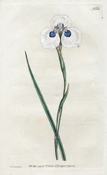 Påfugleiris - Litografi af Sydenham Edwards (1768-1819), tavle fra William Curtis