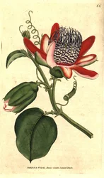 Parfumee grenadilla (eller refresco maracuja) - (Winged passionflower, Passiflora alata. Håndfarvet kobberstik efter en botanisk illustration af James Sowerby fra William Curtis