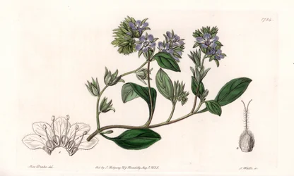 Phacelia, endemisk i Californien - Indgraveret af S.Watts, fra en illustration af Sarah Anne Drake (1803-1857), fra Botanical Register of Sydenham Edwards (1768-1819), England