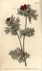 Fasanøje, Adonis annua, Polygynia, hermafroditblomst med mange pistill. Håndfarvet kobberstik af F. Sansom af en botanisk illustration af Sydenham Edwards til William Curtis
