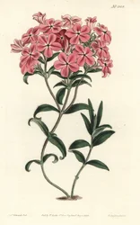 Phlox de la Caroline eller Jaume Saint Hilaire - Frasers behårede phlox, Phlox amoena. Håndfarvet kobberstik af F. Sansom Jr. efter en illustration af Sydenham Edwards fra William Curtis