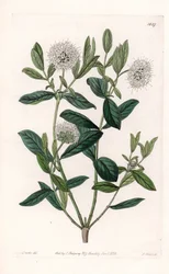 Pimelea Variete - Plade graveret af S.Watts, fra en illustration af Sarah Anne Drake (1803-1857), fra Botanical Register of Sydenham Edwards (1768-1819), England