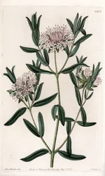 Pimelea sylvestris, hjemmehørende i Australien - graveret af S.Watts, fra en illustration af Sarah Anne Drake (1803-1857), fra det botaniske register i Sydenham Edwards (1768-1819), England