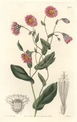 Pink rhodanthe, hjemmehørende i Australien - S. Watts stærkt vand fra en illustration af Sarah Anne Drake (1803-1857), fra det botaniske register