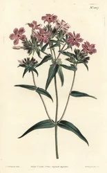 Prairie Phlox - Behåret phlox eller lychnidea, Phlox pilosa. Håndfarvet kobberstik af F. Sansom Jr. efter en illustration af Sydenham Edwards fra William Curtis