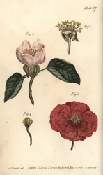 Kvædeblomst, Cydonia oblonga, Icosandria