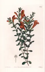 Red Clinopode Variete - graveret af S. Watts, fra en illustration af Sarah Anne Drake (1803-1857), fra det botaniske register i Sydenham Edwards (1768-1819), England