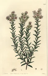 Rød soulangia, Soulangia rubra. Håndfarvet kobberstik af S. Watts efter en illustration af J. Hart fra Sydenham Edwards