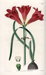 Rodophiale bifide - Indgraveret tavle af S.Watts, baseret på en illustration af Sarah Anne Drake (1803-1857), fra Botanical Register of Sydenham Edwards (1768-1819), England