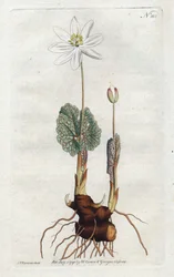 Sanguinaire du Canada - Litografi af Sydenham Edwards (1768-1819), plade fra William Curtis