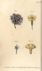 Fnatblomst, Scabiosa atropurpurea, Tetrandria