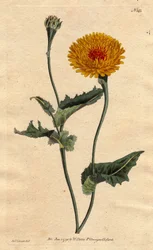 Scorsonere (eller salsifi) af Tanger eller hugormegræs med valmueblad, gule blomster med karmosinrødt fluehjerte. Tangier scorzonera eller valmuebladet hugormgræs: gul blomst med karmosinrøde pletter i midten. "En indfødt i Tangier på Barbarys kyst." Scorz