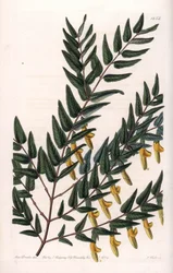 Scotia og glatte grene - Plade indgraveret af S.Watts, fra en illustration af Sarah Anne Drake (1803-1857), fra Botanical Register of Sydenham Edwards (1768-1819), England