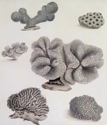 Skaller og marineflora (blyant, pen, blæk og akvarel) (se også 351985, 351986 og 351987)