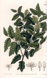 Busk Schinus latifolia, Pepper Variety - Plade graveret af S.Watts, fra en illustration af Sarah Anne Drake (1803-1857), fra Botanical Register of Sydenham Edwards (1768-1819), England
