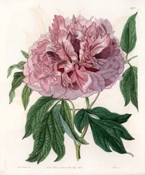 Buskpæon eller fårepæon - Indgraveret tavle af S.Watts, fra en illustration af Sarah Anne Drake (1803-1857), fra Botanical Register of Sydenham Edwards (1768-1819), England