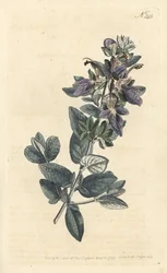 Busk germander, Teucrium fruticans (Teucrium latifolium) - Håndfarvet kobberstik af Sansom efter en illustration af Sydenham Edwards fra William Curtis