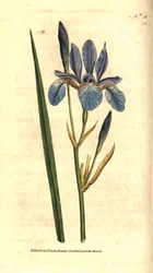 Sibirisk iris - Sibirisk iris, Iris sibirica. Håndfarvet kobberstik efter en botanisk illustration af James Sowerby fra William Curtis