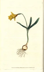 Lille narcissus - Mindst påskelilje, Narcissus pseudonarcissus subsp. mindre (Narcissus minor). Håndfarvet kobberstik efter en botanisk illustration af James Sowerby fra William Curtis