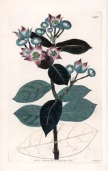 Sodomæbletræ eller silketræ - plade indgraveret af S.Watts, fra en illustration af Sarah Anne Drake (1803-1857), fra Sydenham Edwards