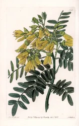 Sydamerikansk sophora variete - graveret af S.Watts, fra en illustration af Sarah Anne Drake (1803-1857), fra Botanical Register of Sydenham Edwards (1768-1819), England