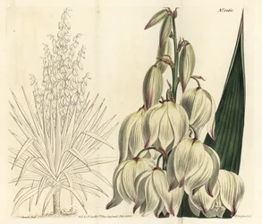 Spansk dolk eller fremragende Adams nål, Yucca gloriosa. Håndfarvet kobberstik af F. Sansom Jr. efter en illustration af Sydenham Edwards fra William Curtis