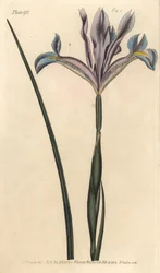 Spansk iris, Iris xiphium. Håndfarvet kobberstik af F. Sansom af en botanisk illustration af Sydenham Edwards til William Curtis