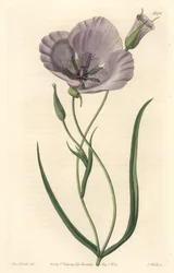 Splendid calochorte (pragtig mariposa), hjemmehørende i Californien - Satiny calochortus eller pragtfuld mariposa lilje, Calochortus splendens, Native to California - Håndfarvet kobberstik S. Watts efter en illustration af Miss Drake, fra Sydenham Edwar