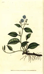 Spring Omphalodes eller Printaniere Little Borage - Krybende navleurt, Omphalodes verna (blå navleurt, Cynoglossum omphalodes). Håndfarvet kobberstik efter en botanisk illustration af James Sowerby fra William Curtis