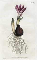 Spring bulbocode eller campanette - Litografi af Sydenham Edwards (1768-1819), fra William Curtis