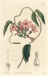 Stellar echite, hjemmehørende i Brasilien - Water forte af S. Watts fra en illustration af Sarah Anne Drake (1803-1857), fra det botaniske register